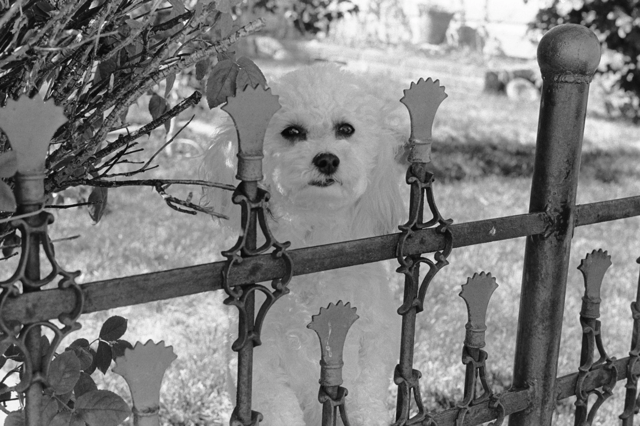 Gidget, Virginia City, Nevada, 2017