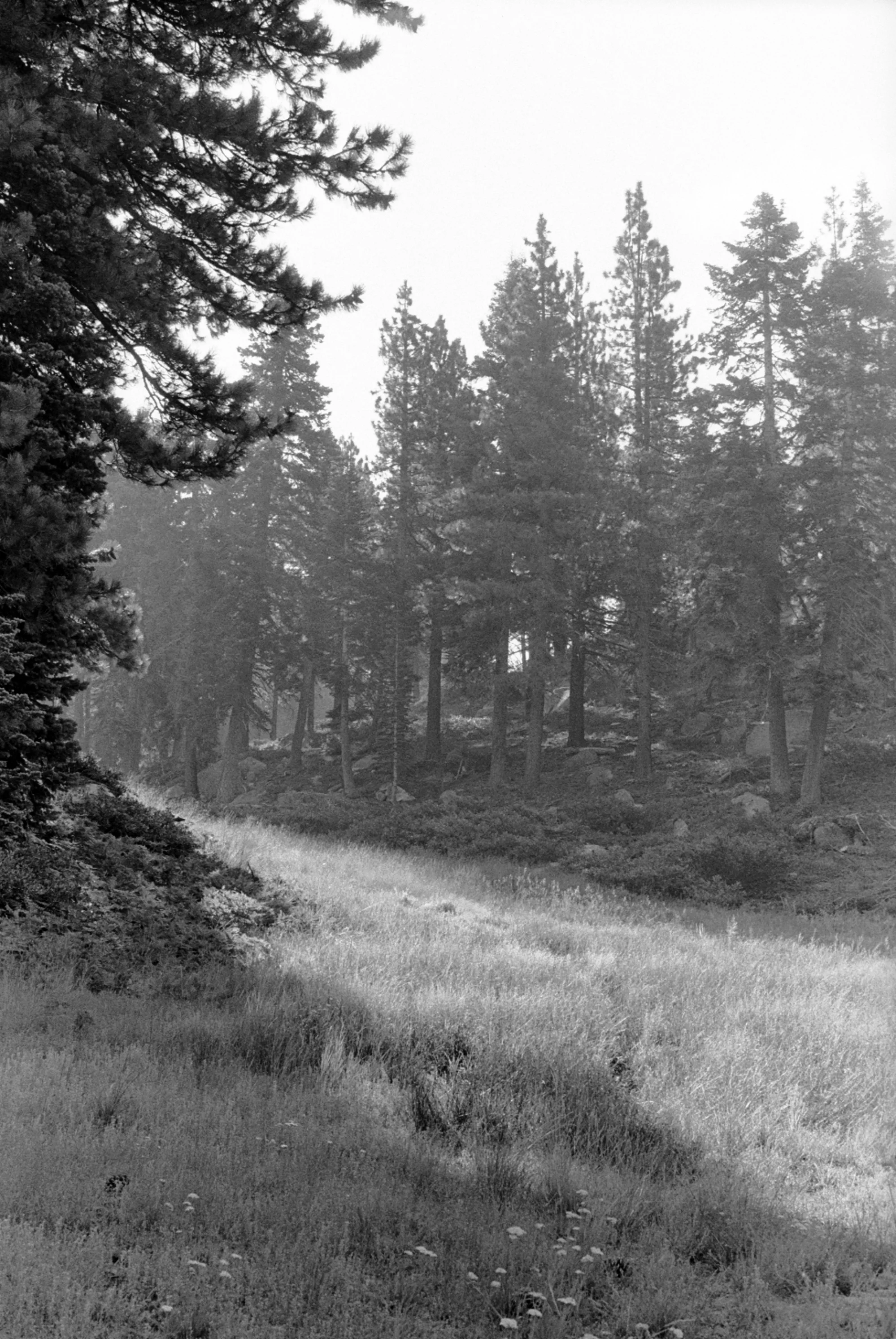 Summer Slope, Incline Village, Nevada, 2017