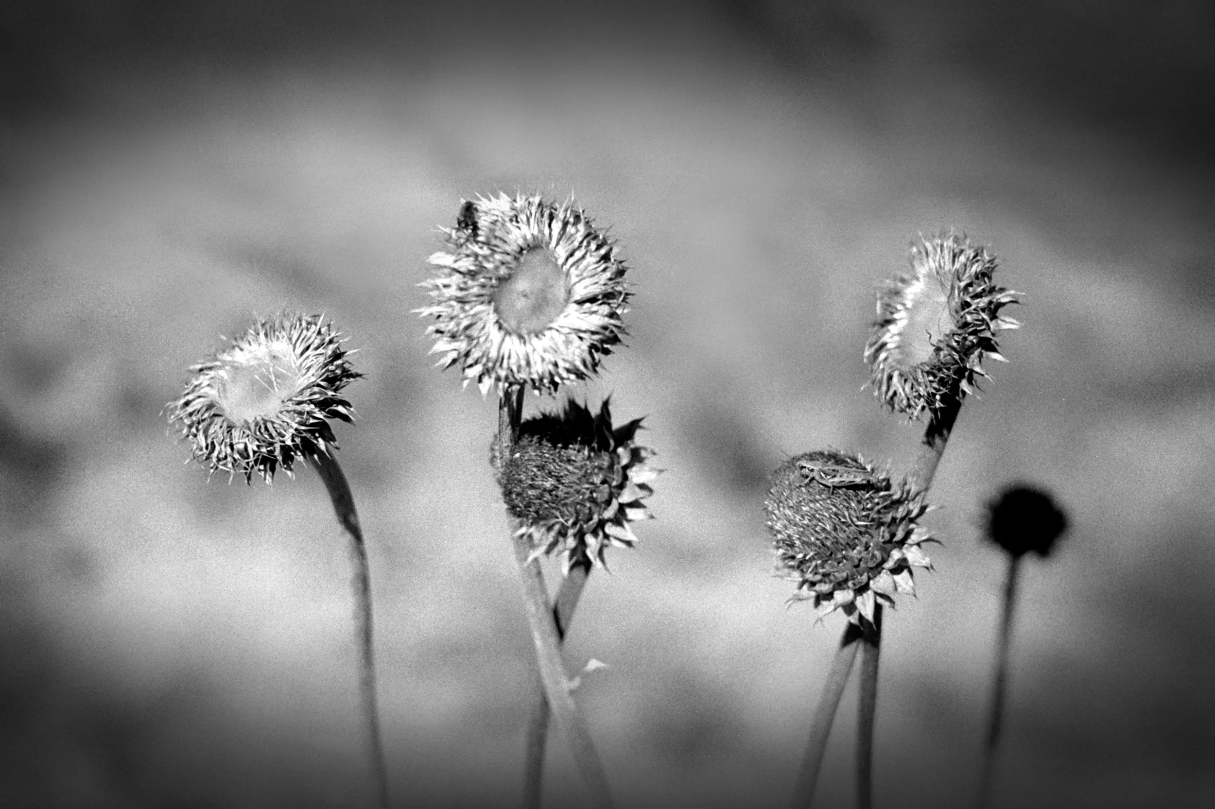 Desert Flowers, Incline Village, Nevada, 2017