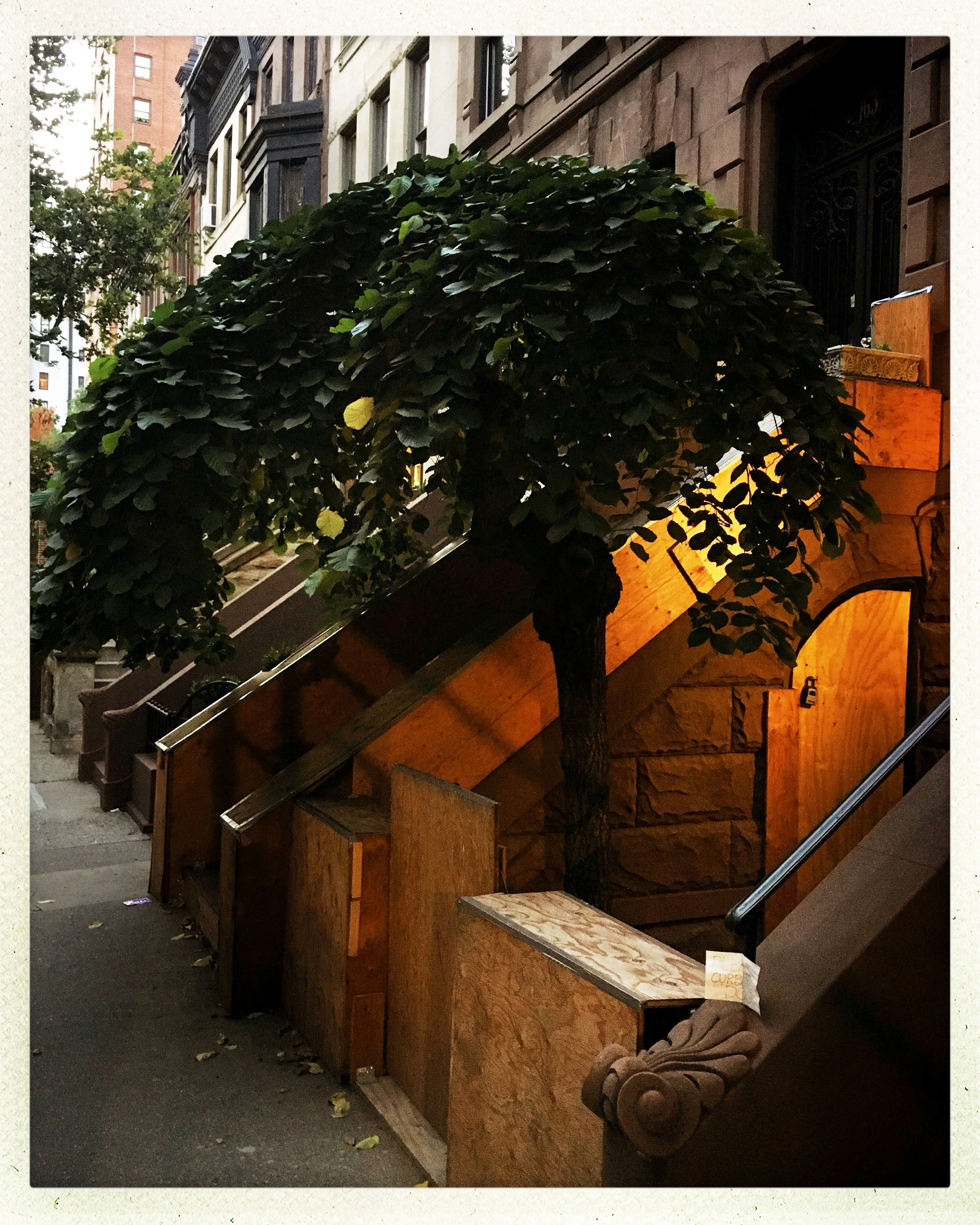 TreeinManhattan.jpg