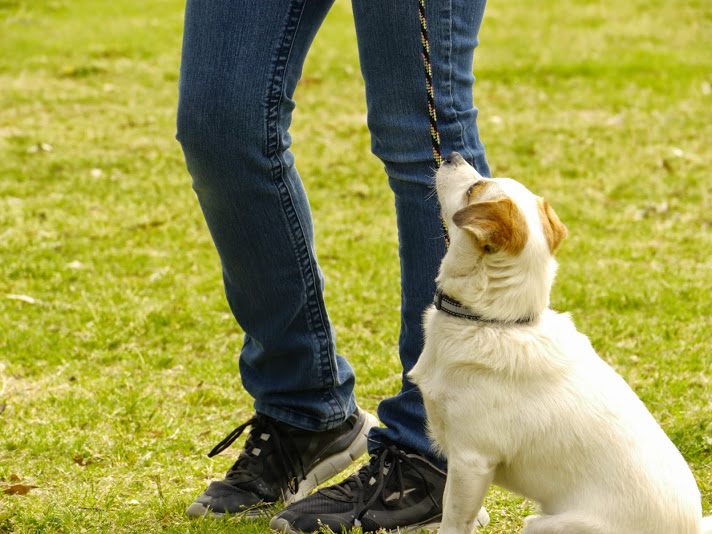 Dog training in tucson az, tucson dog training, tucson dog trainer
