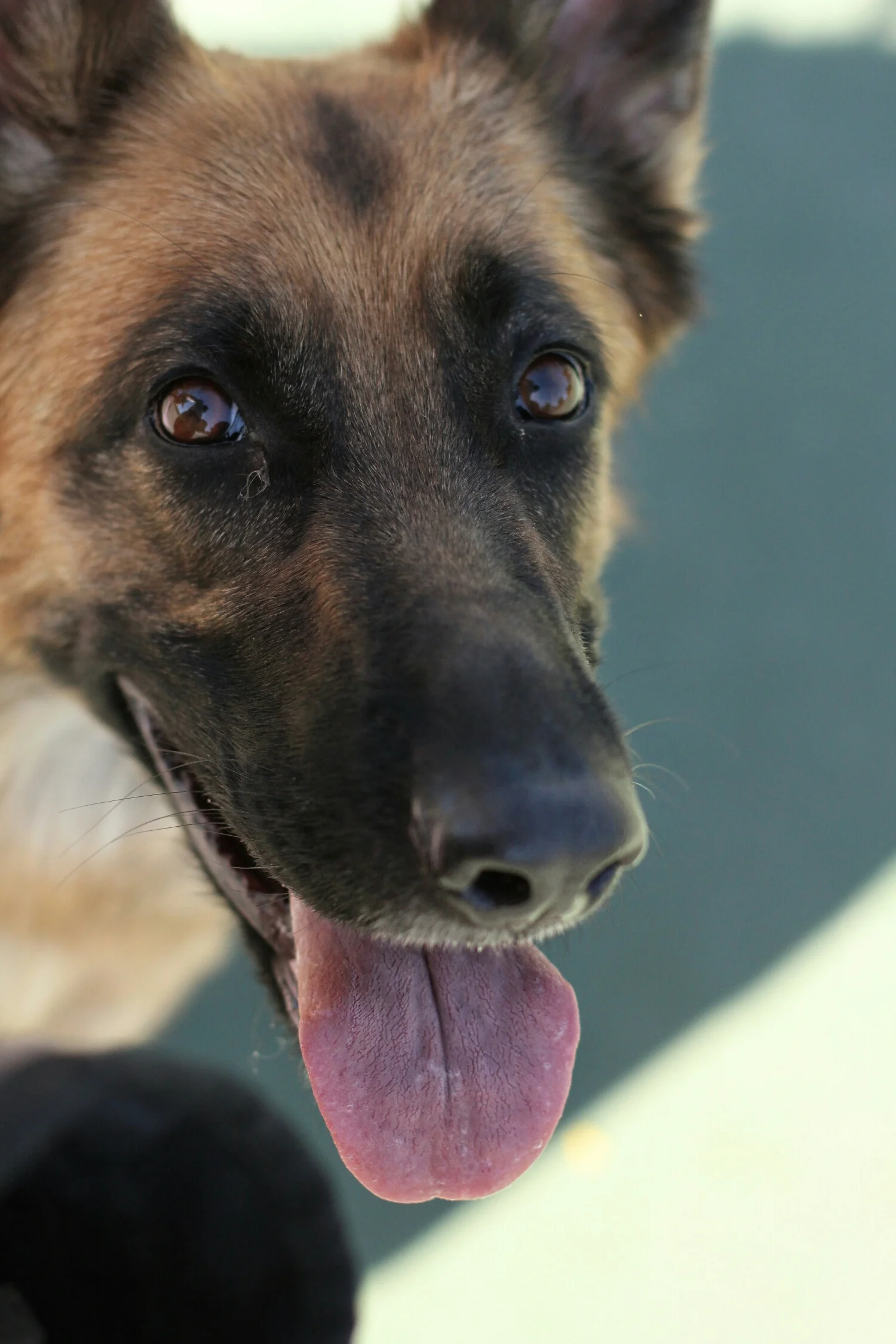 Zaidee, the German Shepherd Dog, displaying excellent attention on cue. She is in for a 3 week boarding and training boot camp here in Tucson, AZ.