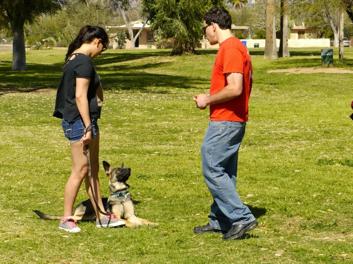 Dog Training Programs — Manners Dog Training Tucson AZ