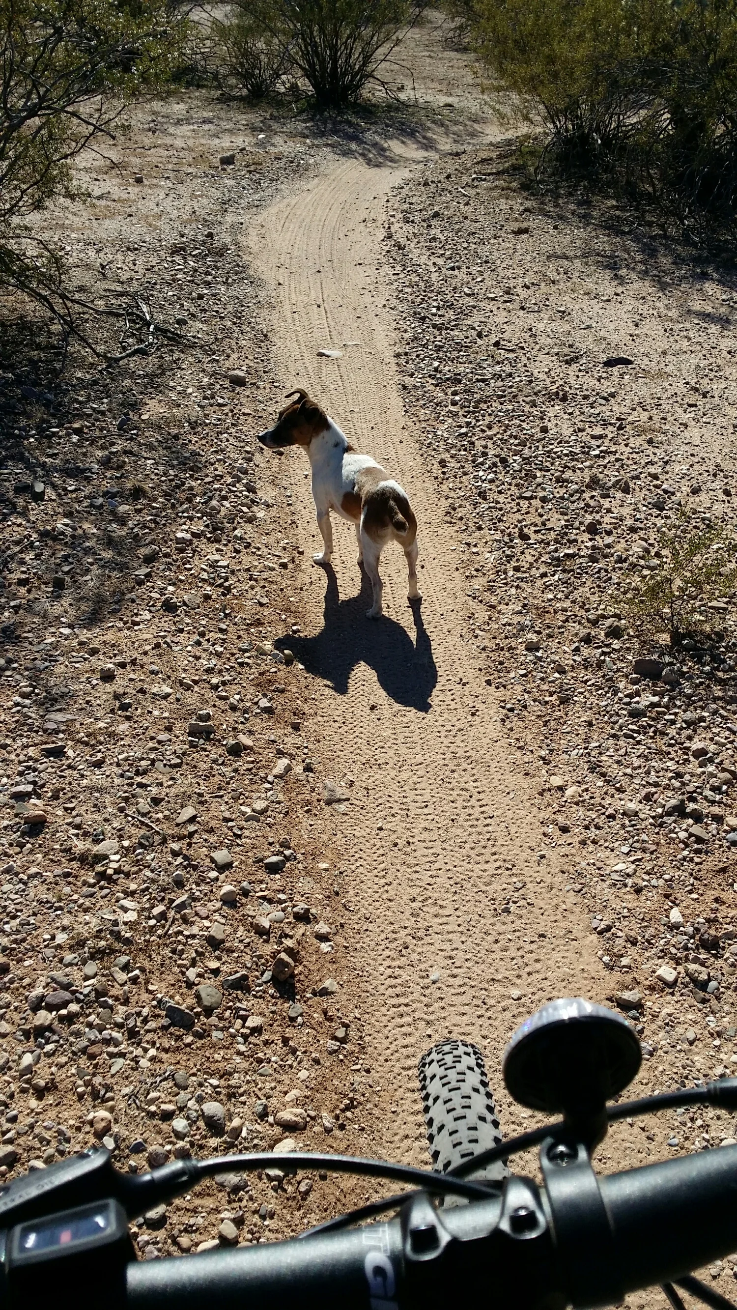 Milo, the Jack Russell Terrier, enjoying an off leash bike ride.