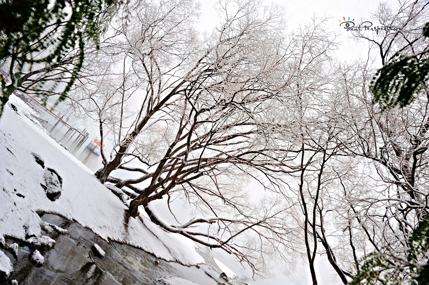 trees under snow