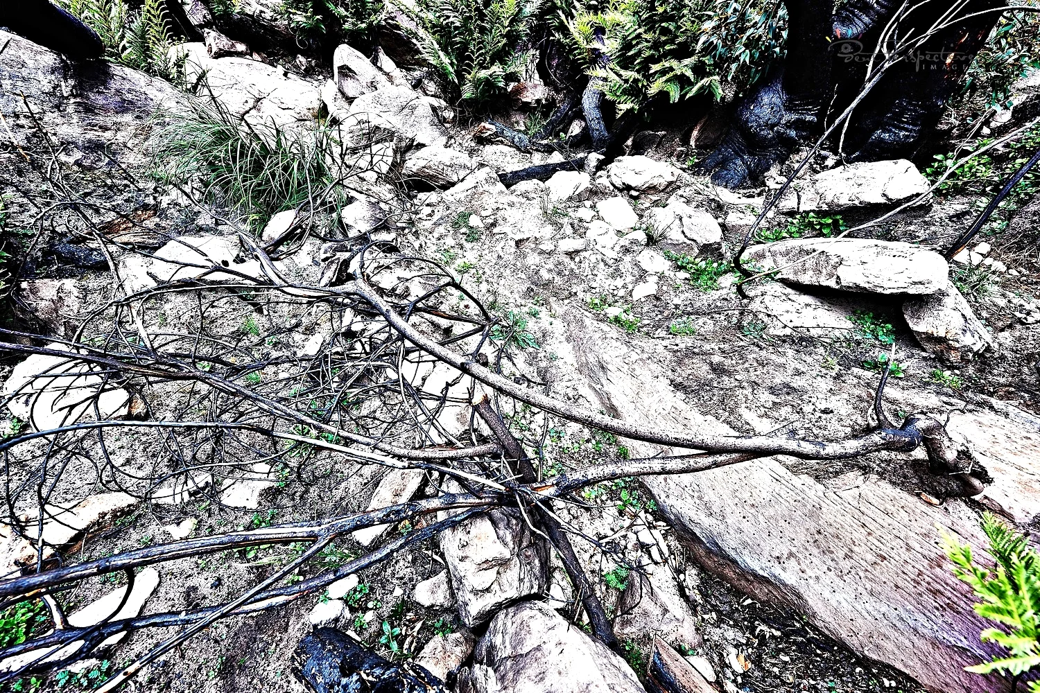after the fires..
