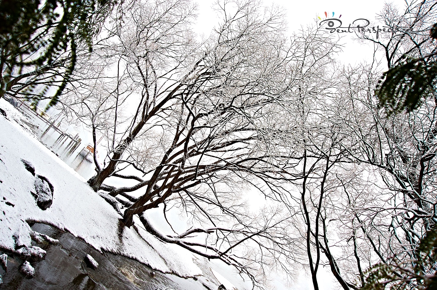 trees in snow