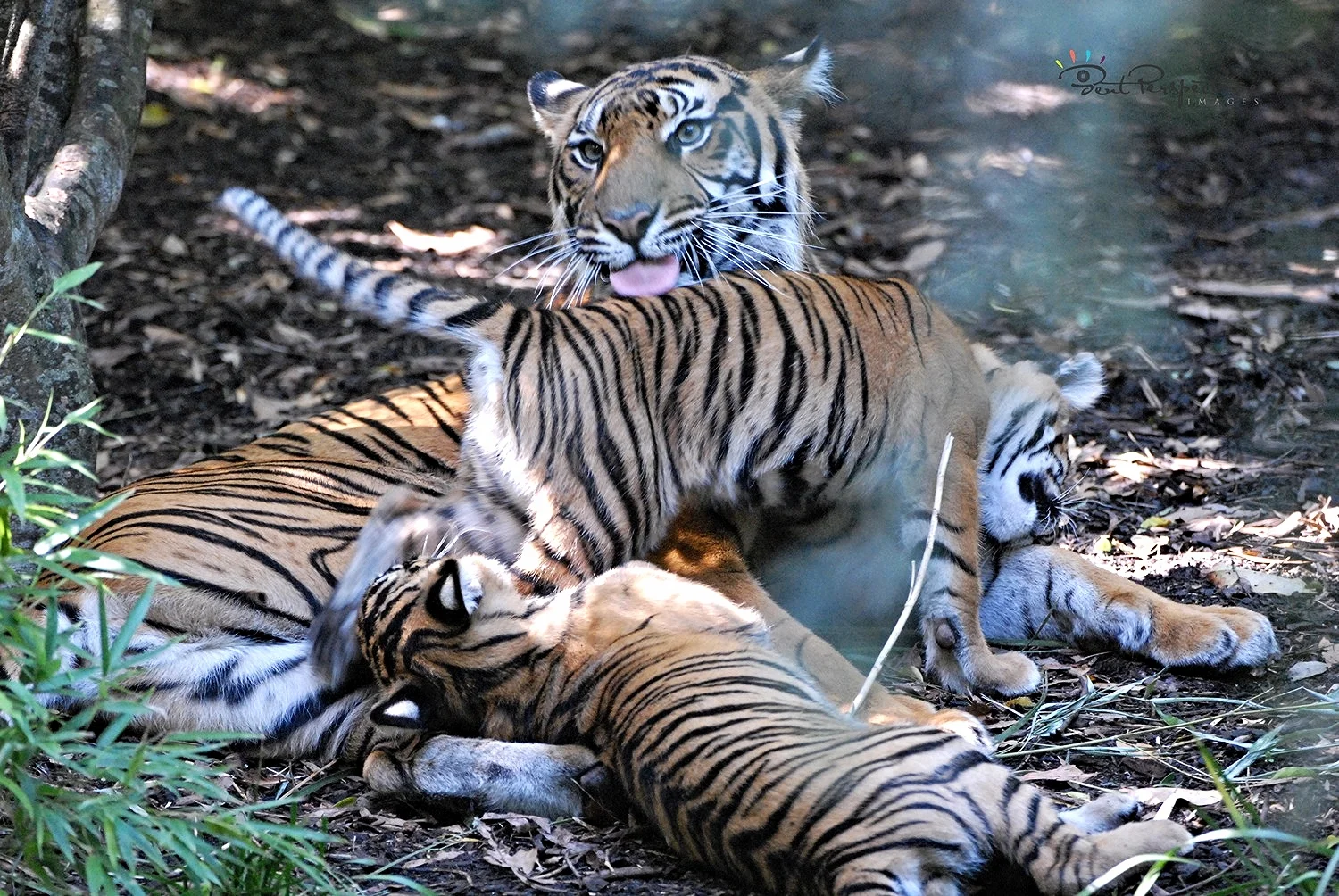 mum 'n the kids