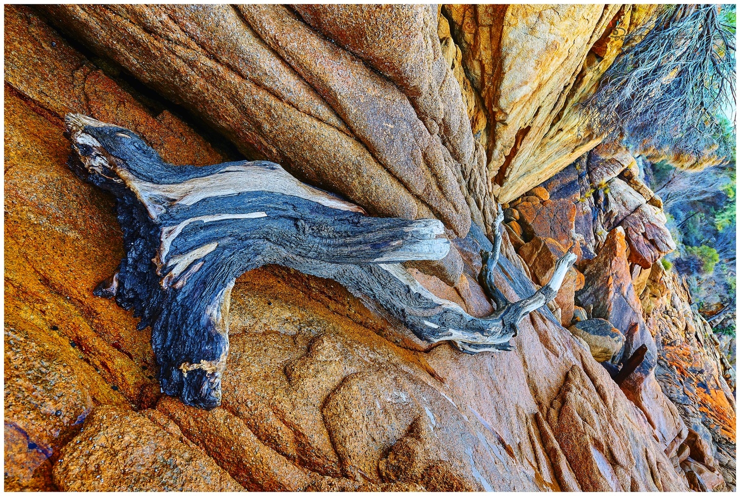 driftwood at coles bay