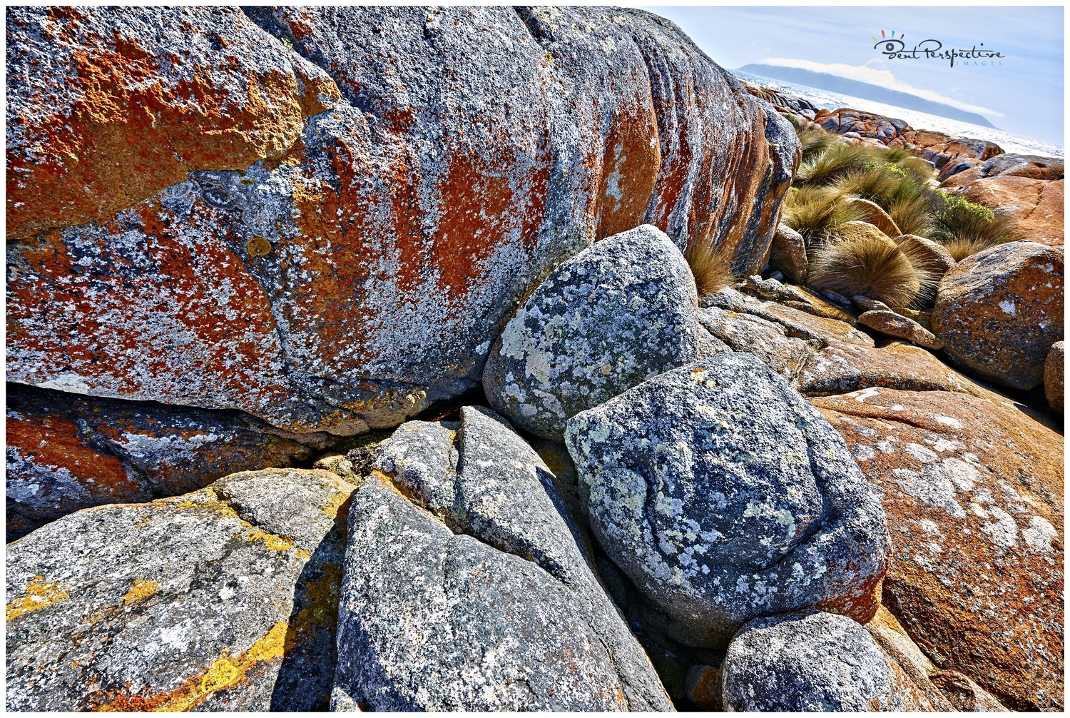 fluorescent lichen