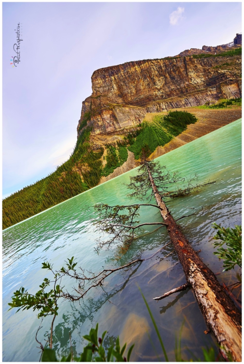 tree over lake louise