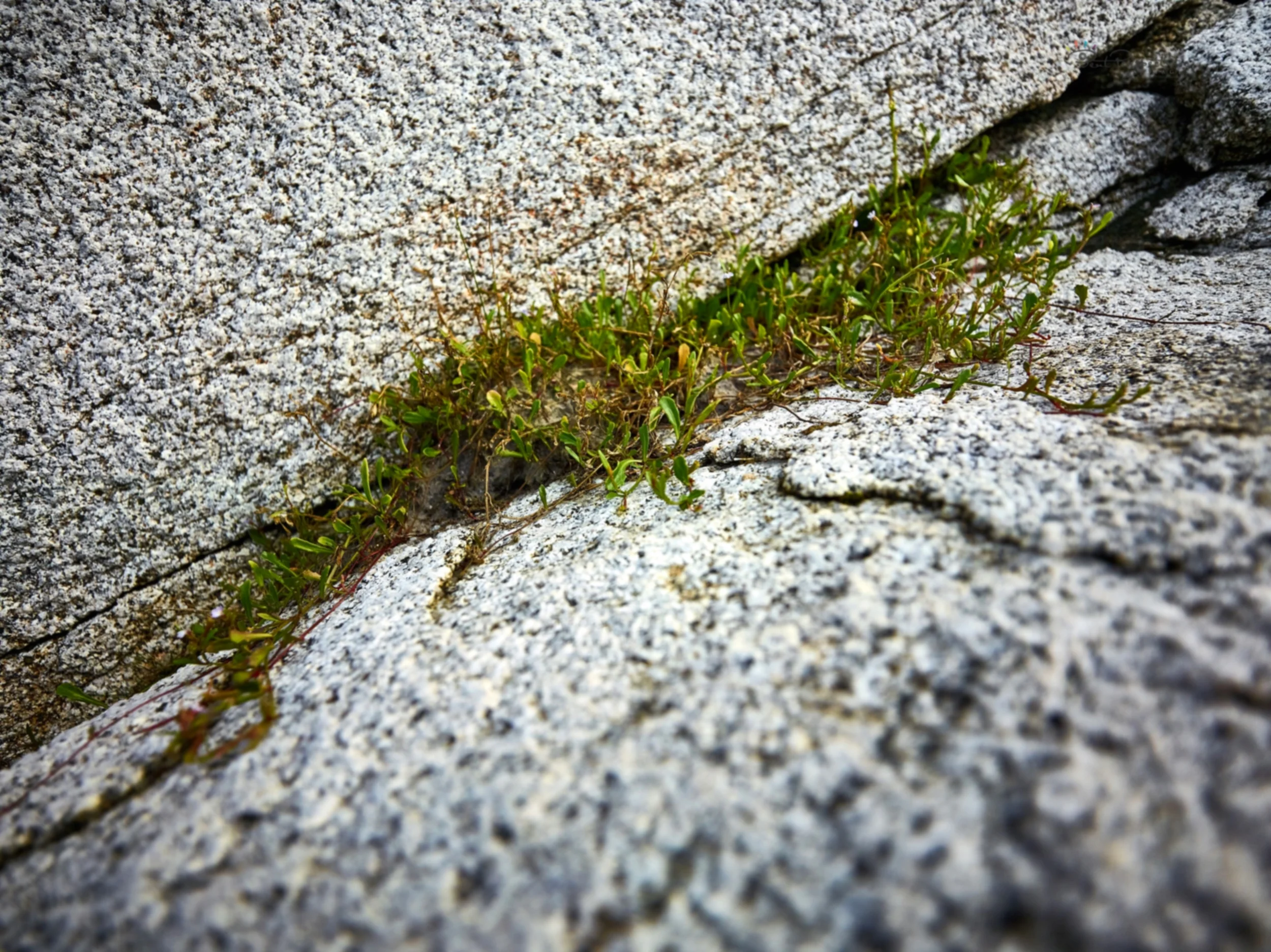 tiny garden