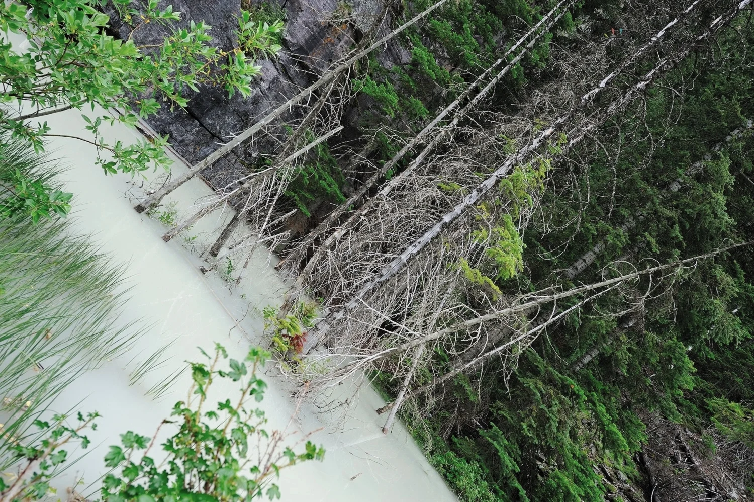 sticks in a milky pond