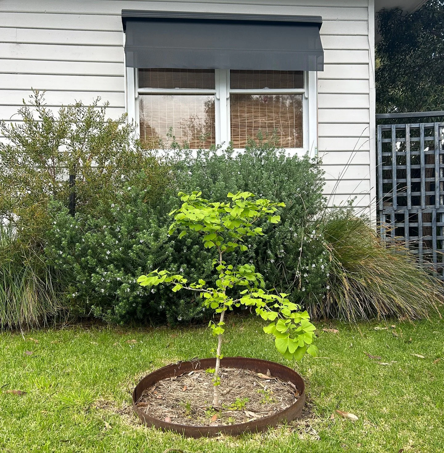 Our little clinic Gingko tree, with its new green Spring foliage, reminding us of life’s impermanence. 
Constant change, such as the changing seasons and the dormancy and growth that they bring, show us all things are temporary.  Nature encour