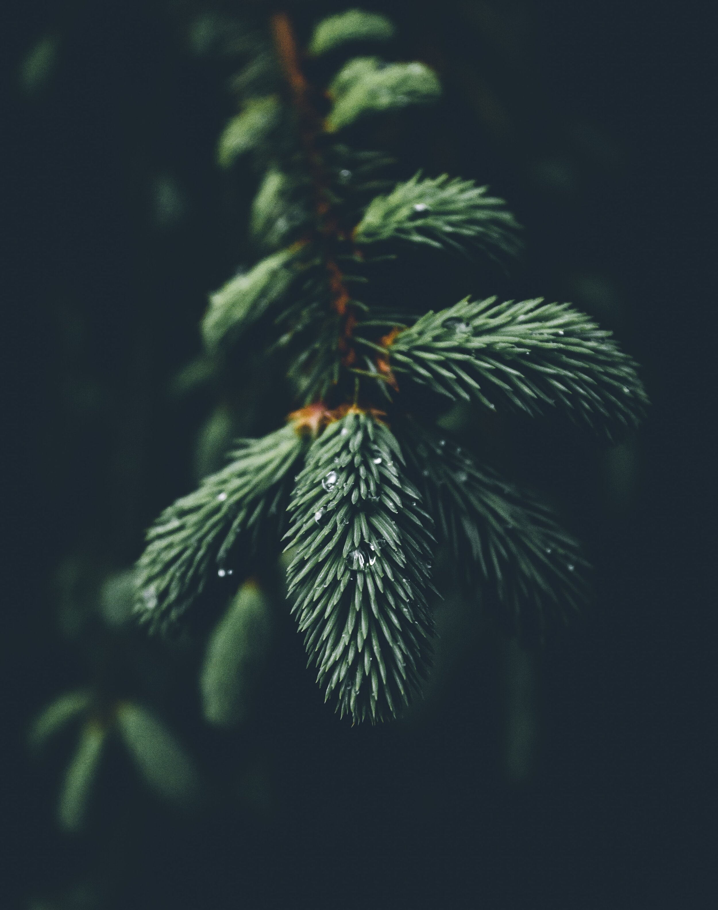 alexandre-guimont-S9miGKjxmb4-unsplash.jpg