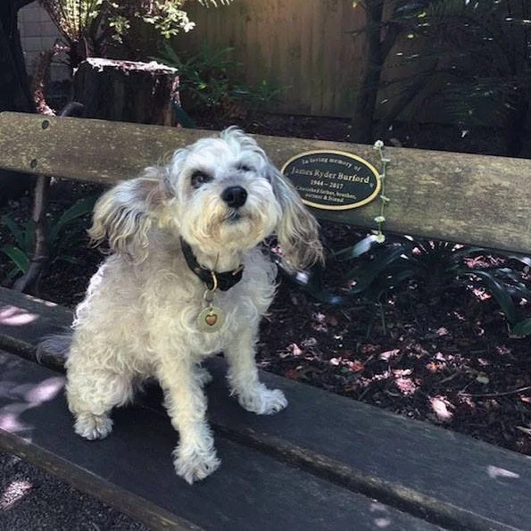 T H E • L I T T L E • T H I N G S 
My little lamb… who is sometimes a dog, but most of the time completely human who misses Dad as much as I do, found the grass surrounding Dads seat today in daisys, so we made him a daisy chain. In every walk with nature, you receive more than you seek, which in some small way helped us share all the love we wanted to give. ♡