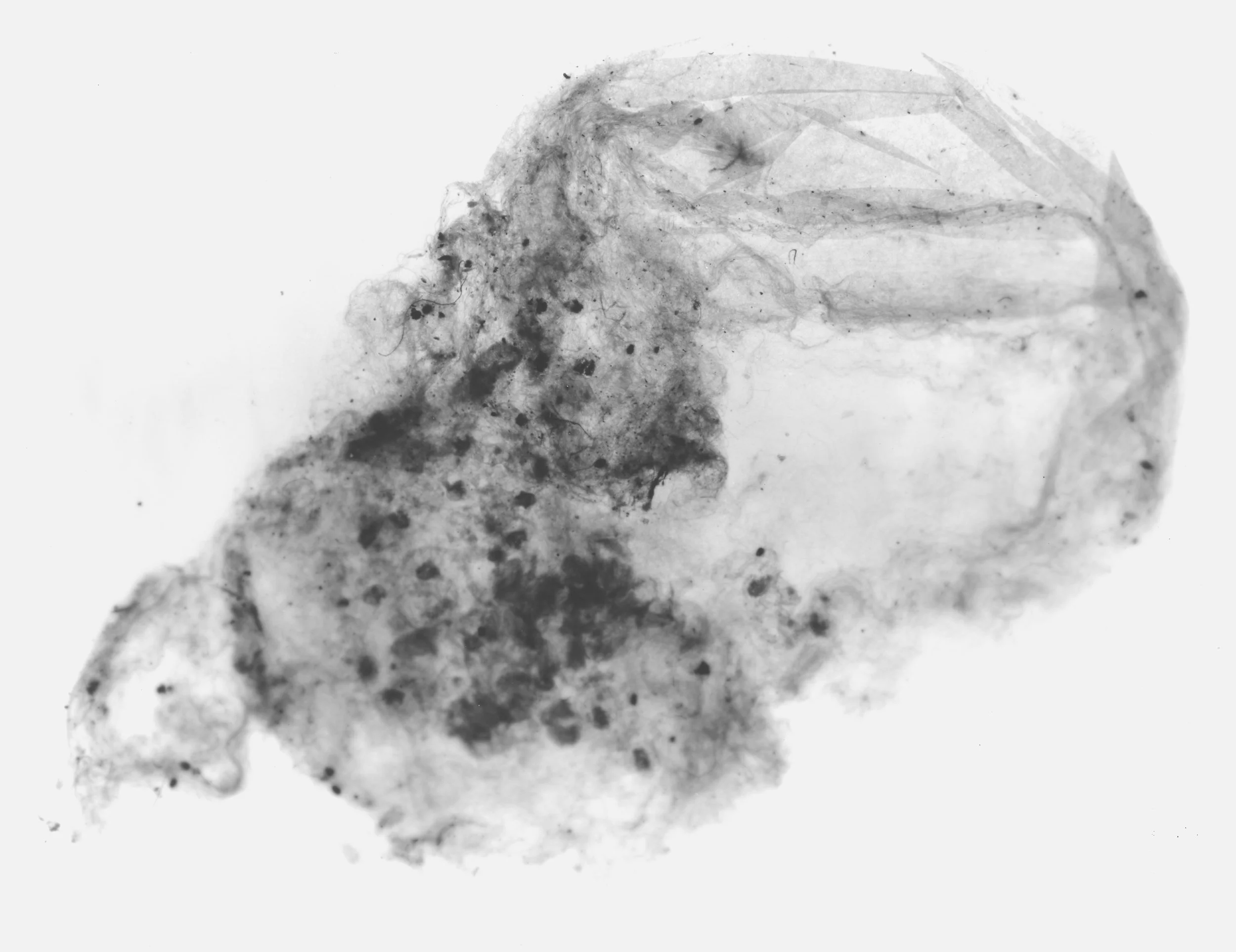 Gossamer Spider Sack 02230002.jpg