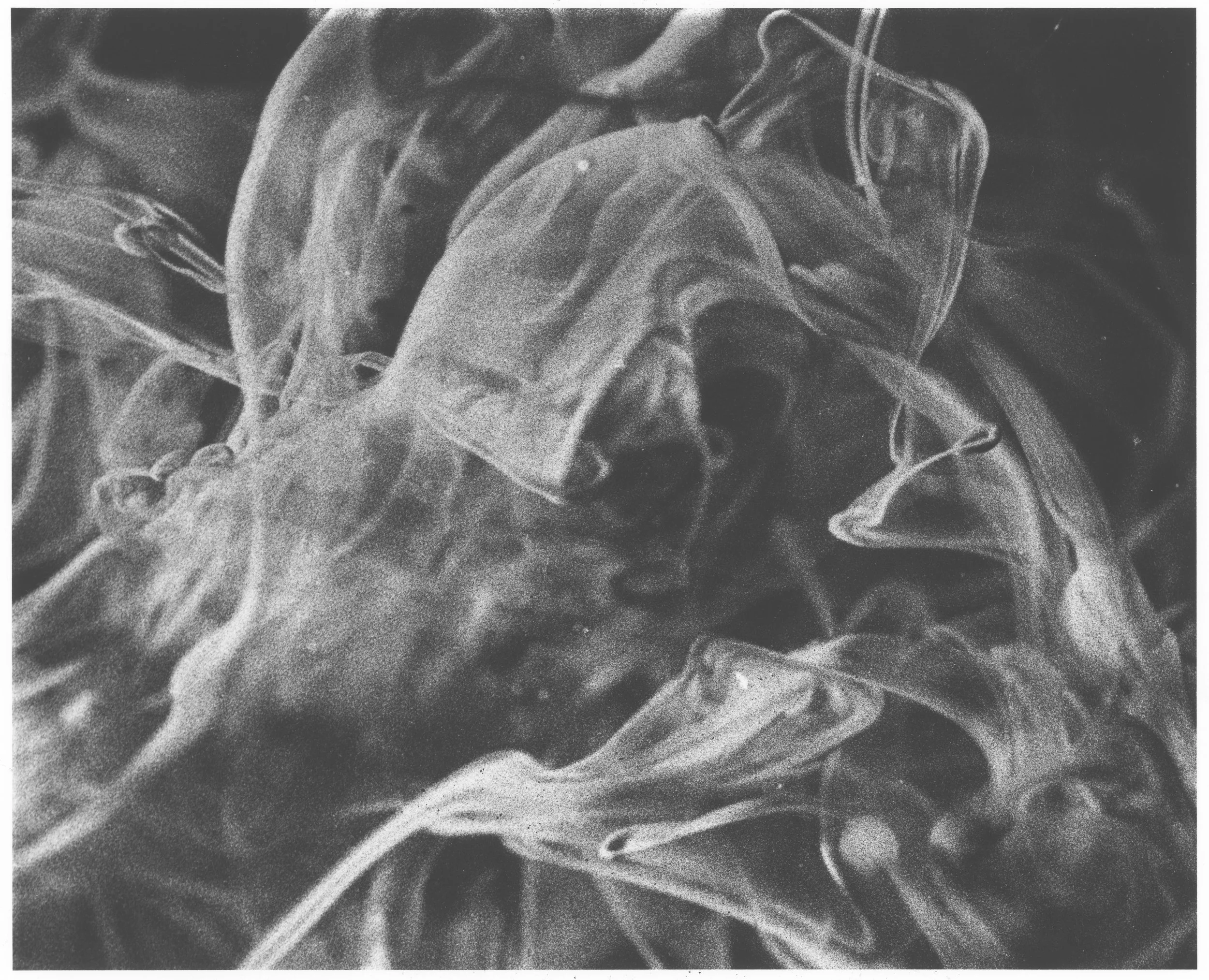 240528001-21 Crop Ephemeral.jpg