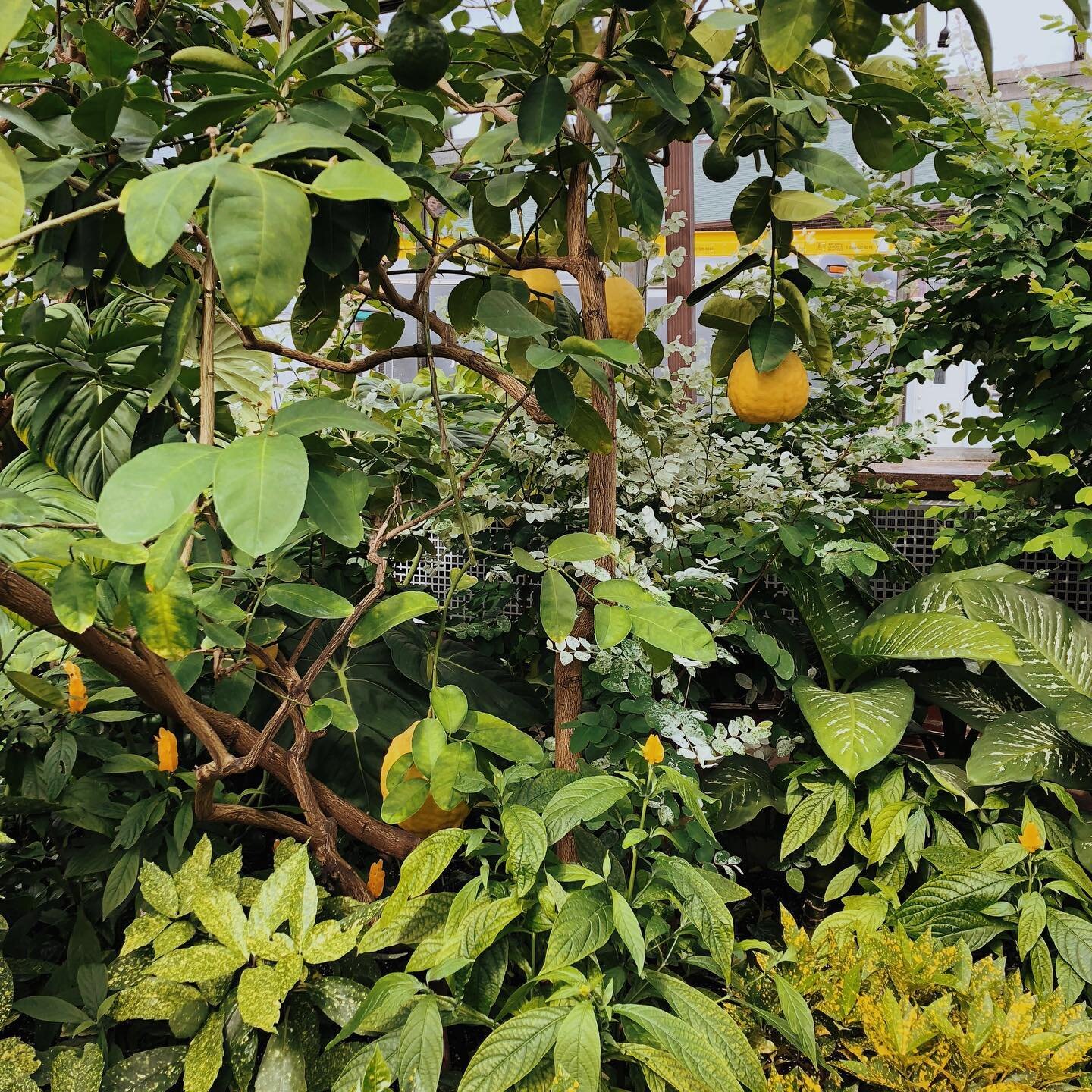 From a recent visit to the Anna Scripps Whitcomb Conservatory. Wouldn&rsquo;t it be fabulous to quarantine yourself there? 🌿🍋 P.S. If you legitimately need to grocery shop, buy some citrus! Not only is it beautiful &amp; delicious, but lemon for ex