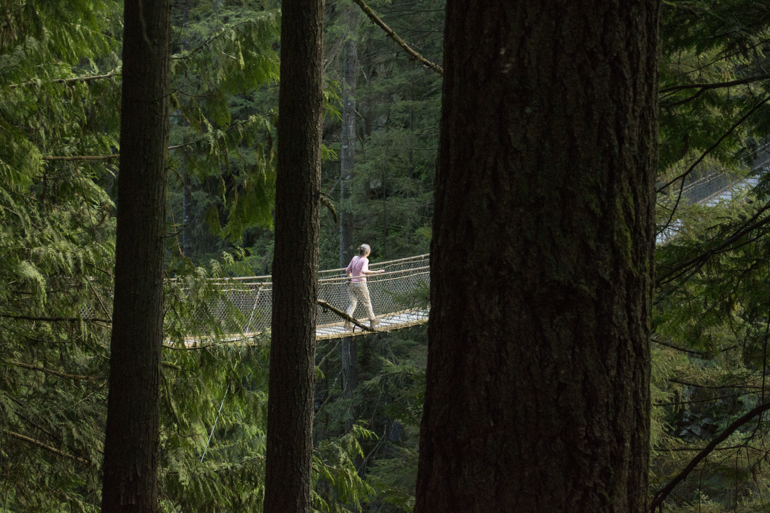 Adventure tours of Vancouver with Lynn Canyon.