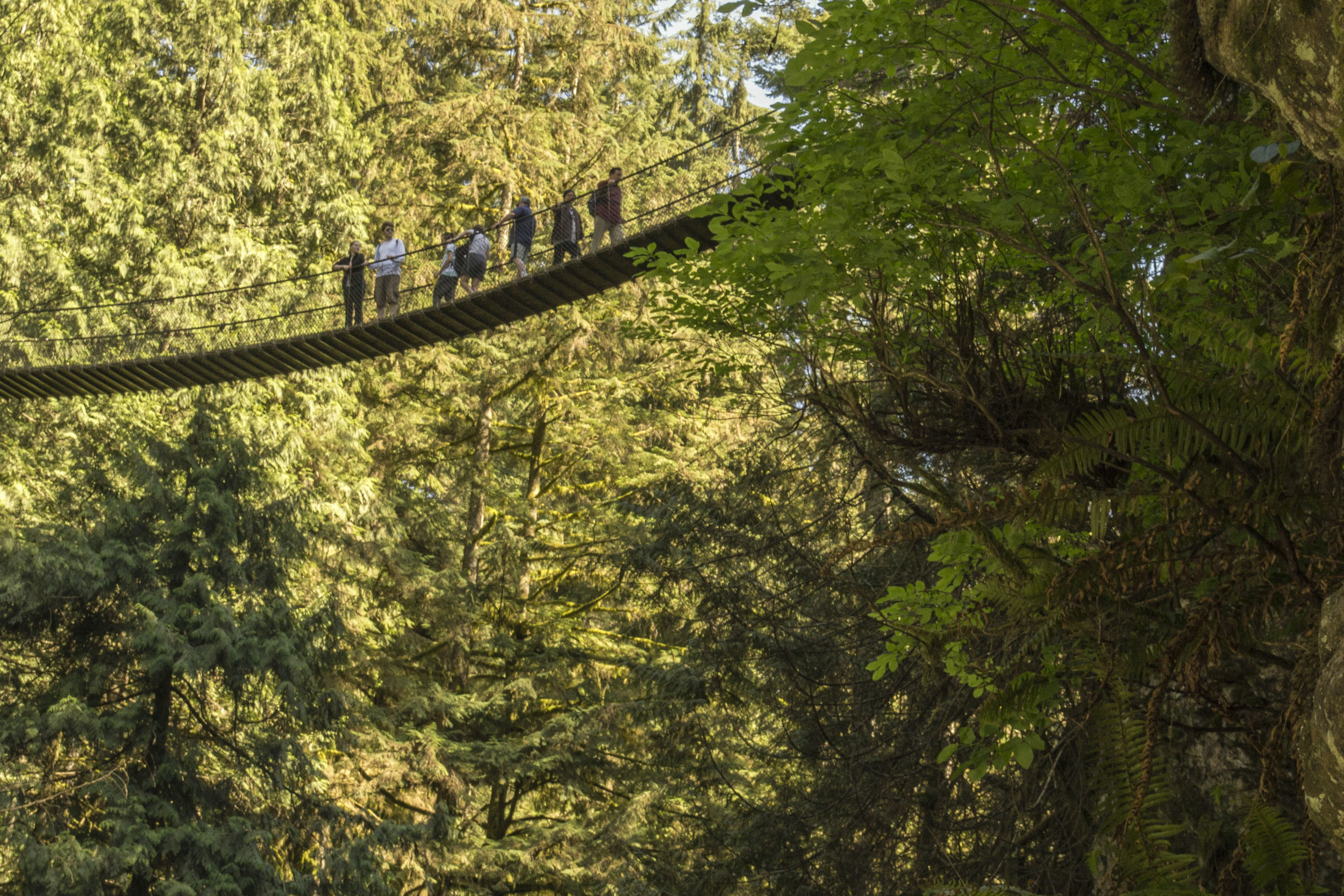 Bridges on Vancouver private guided hikes.