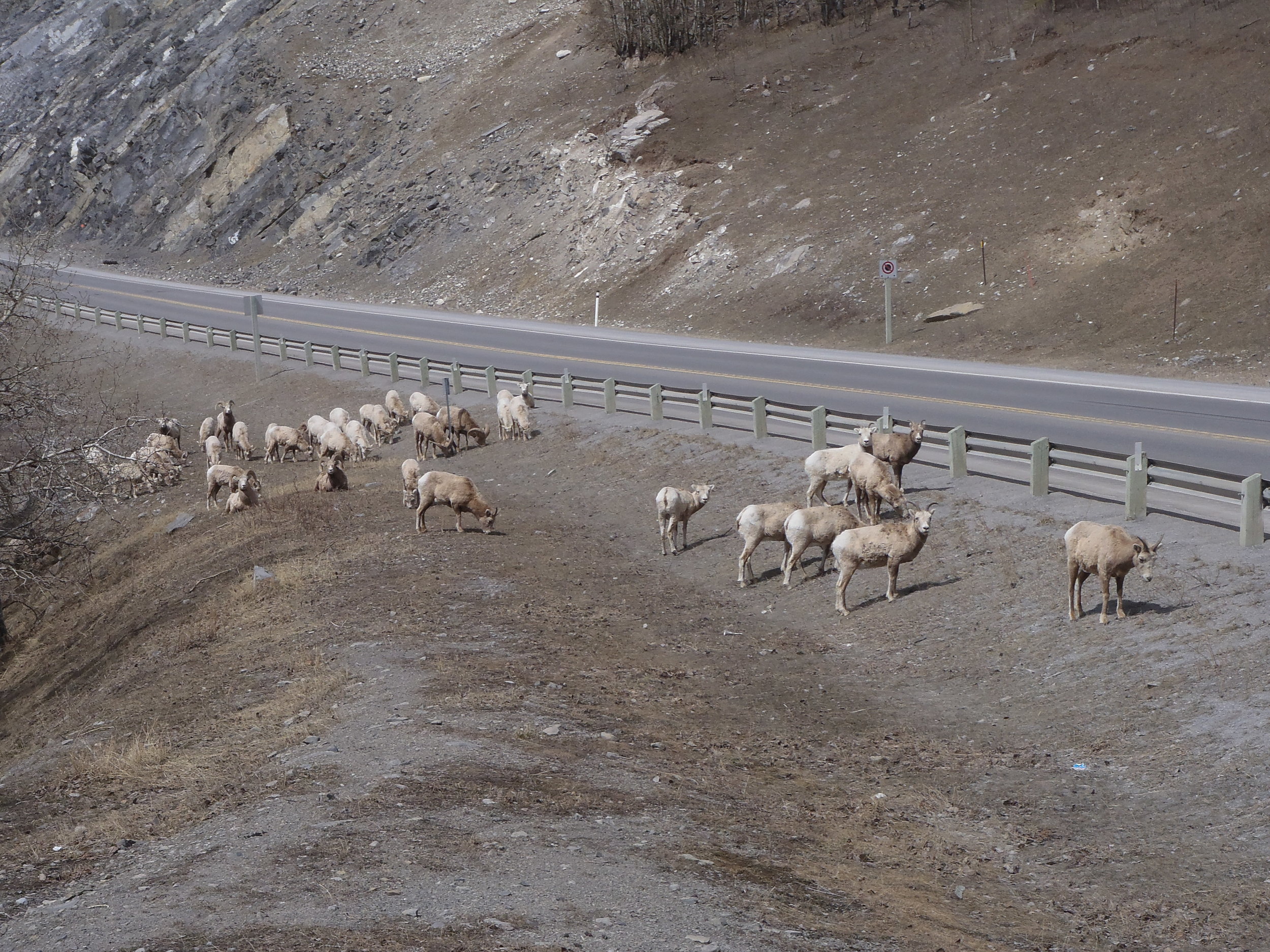 Sheep during a Banff adventure tour