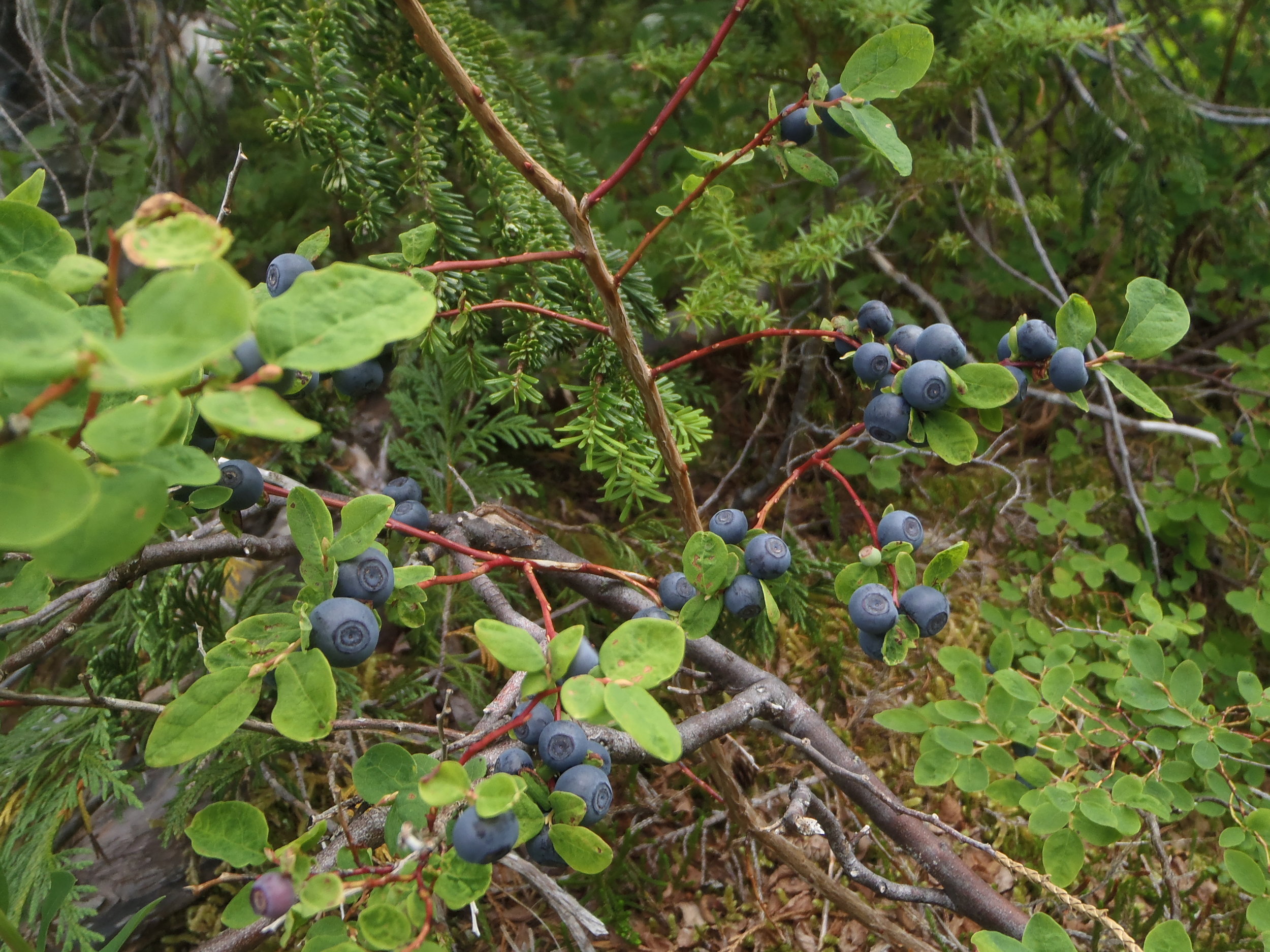 Edible berries during an adventure in the Rockies