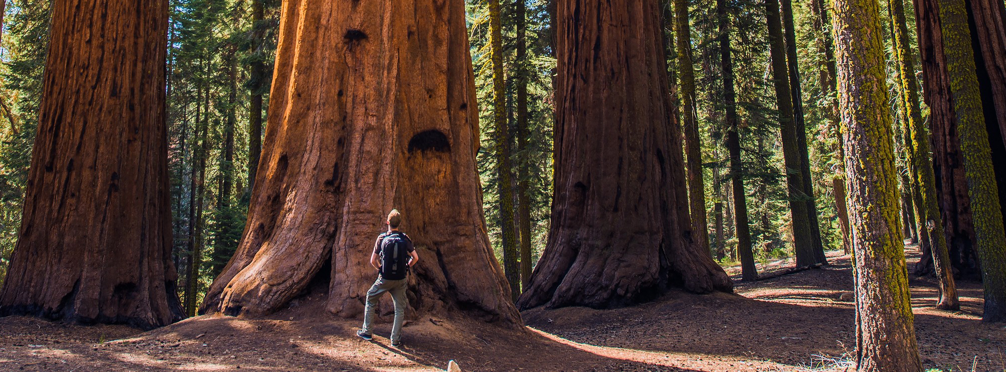 man vs tree cropped.jpg