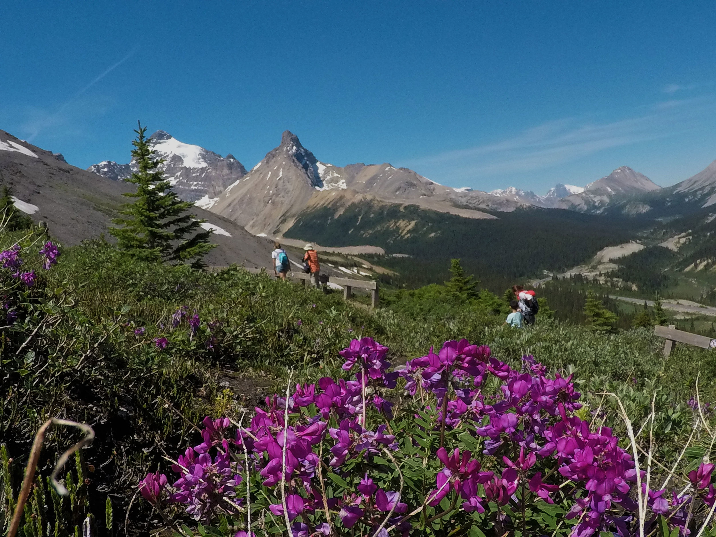 guided hiking tour in the Canadian Rockies.