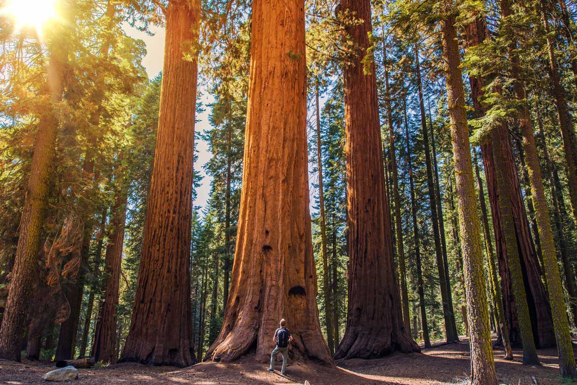 Vancouver Island Old Growth Forests on a Fresh Adventures tour.