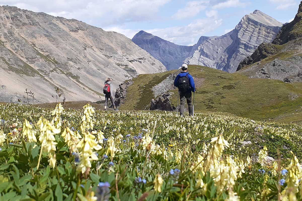 Hikers during a guided hiking tour in Canada.