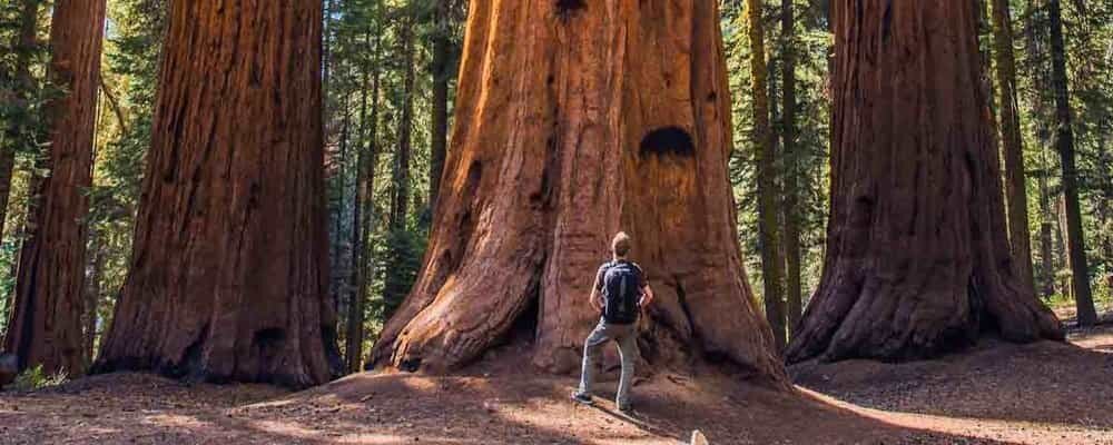 A member of our Vancouver Island adventure tour gazes at the massive old growth trees the BC coast is famous for. Fresh Adventures offers adventures and tours in all of Western Canada, visiting BC and Alberta. Our guided safari style adventure tours…