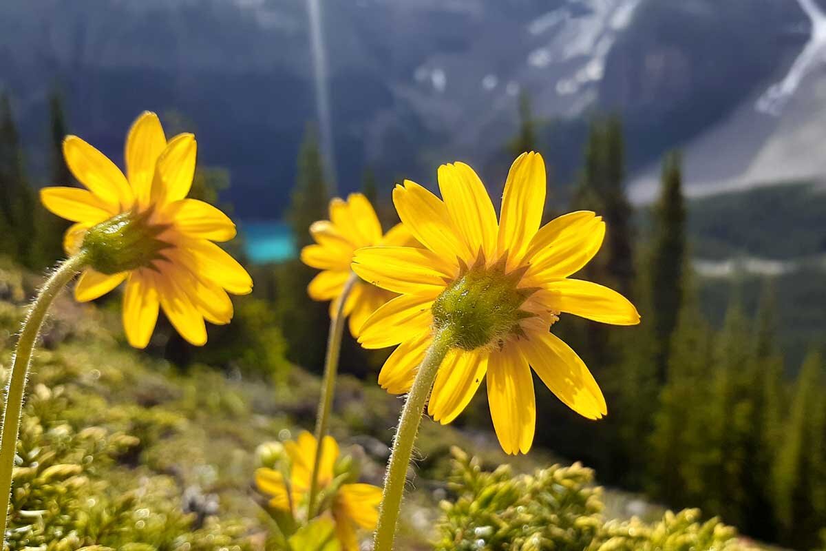 Wildflowers in an alpine meadow during a hike near Banff.