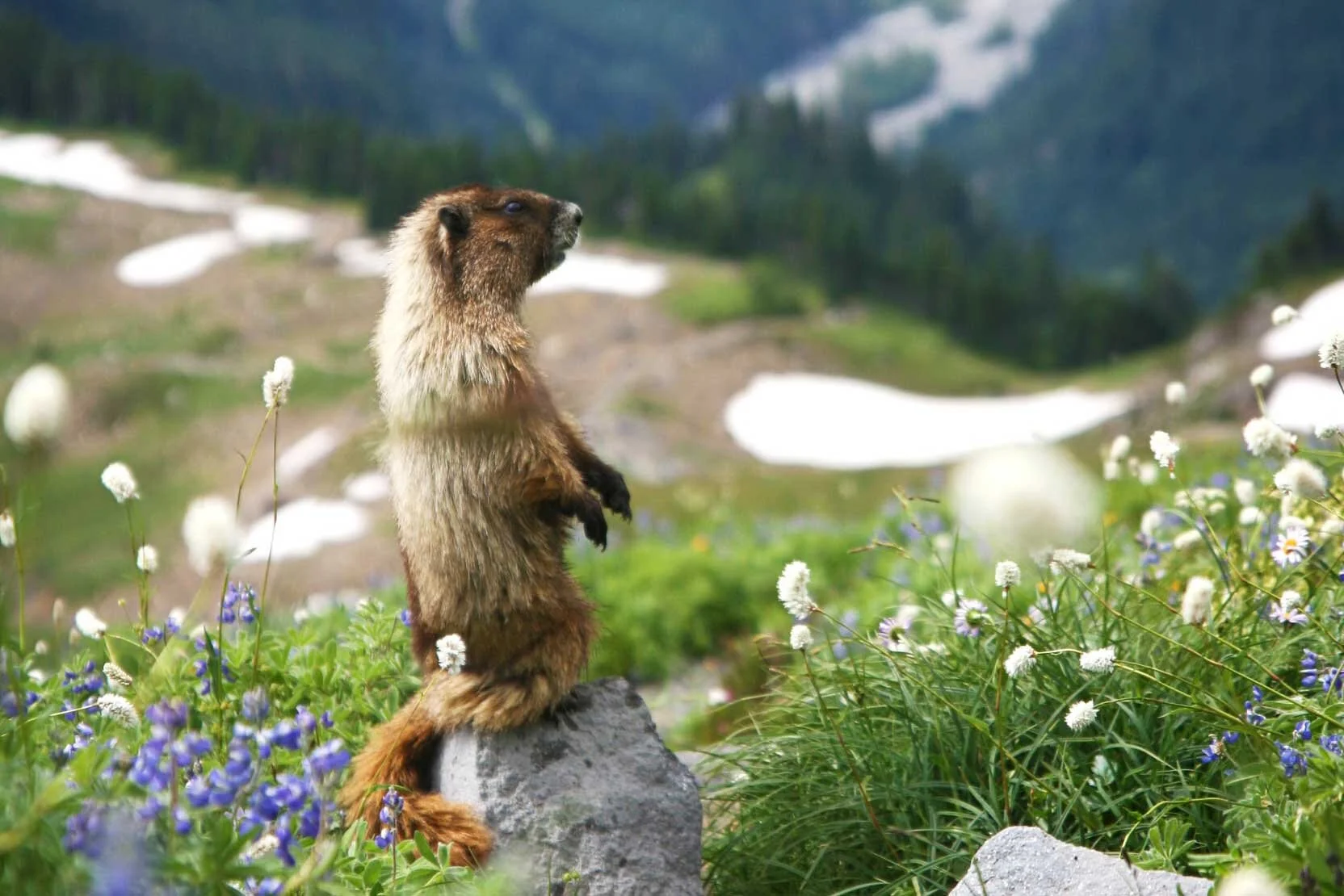 Spot Wildlife In The Rockies Local Insight