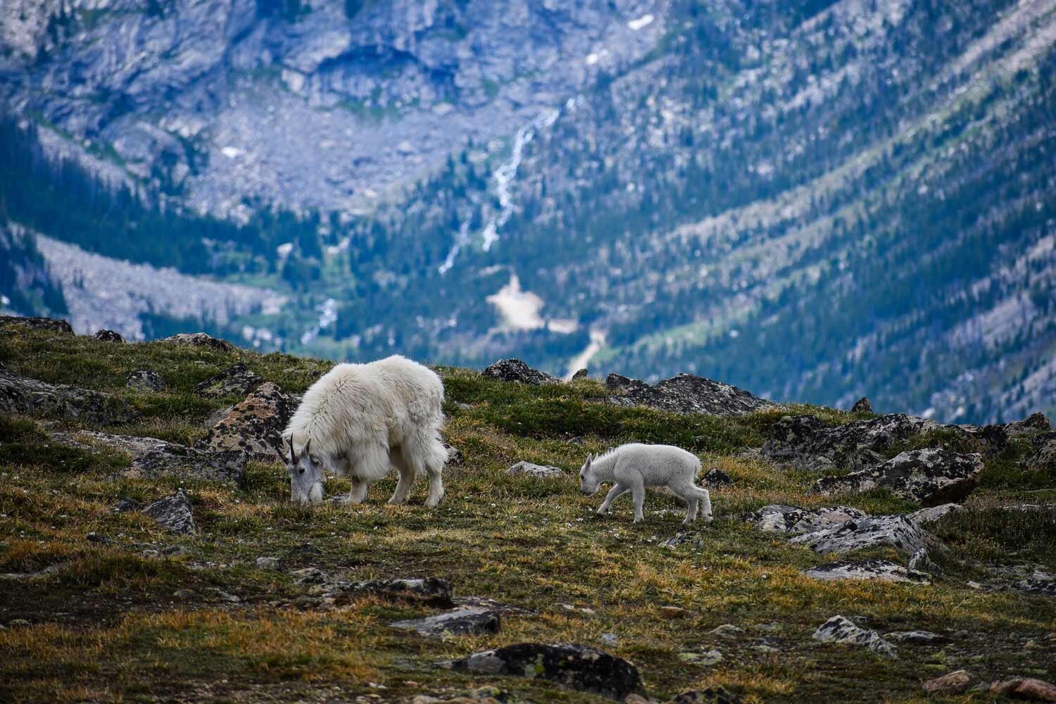 Dall sheep are common wildlife to spot while doing a guided hiking trip in the Yukon, Canada.