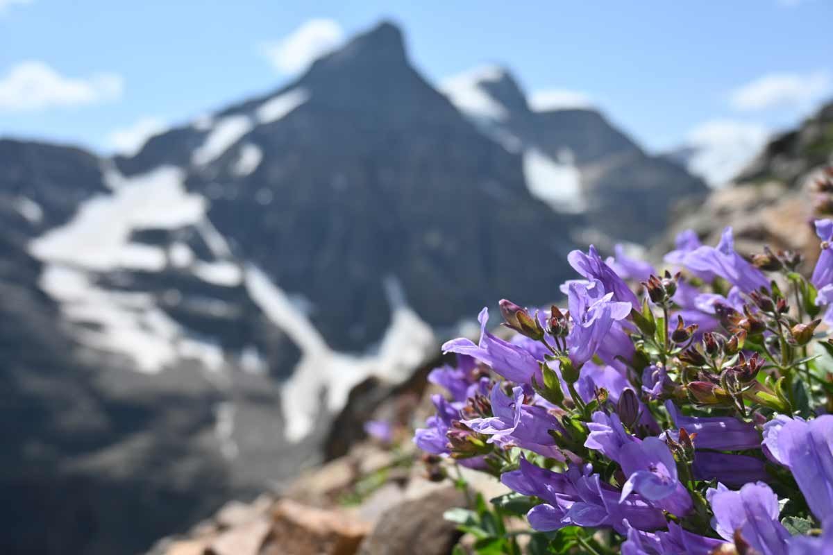 Wildflowers on a guided hike in Banff, near Lake Louise.