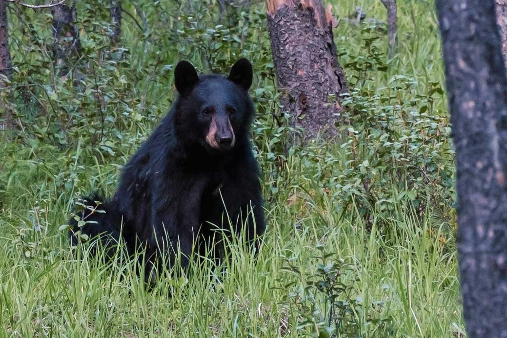Black bear on a guided camping tour in the Canadian Rockies, near Banff National Park.