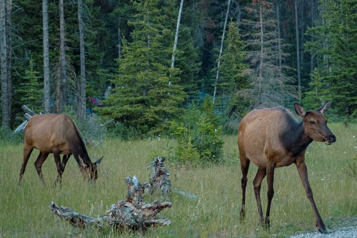 Wild deer in a campground while camping in Banff and Lake Louise.