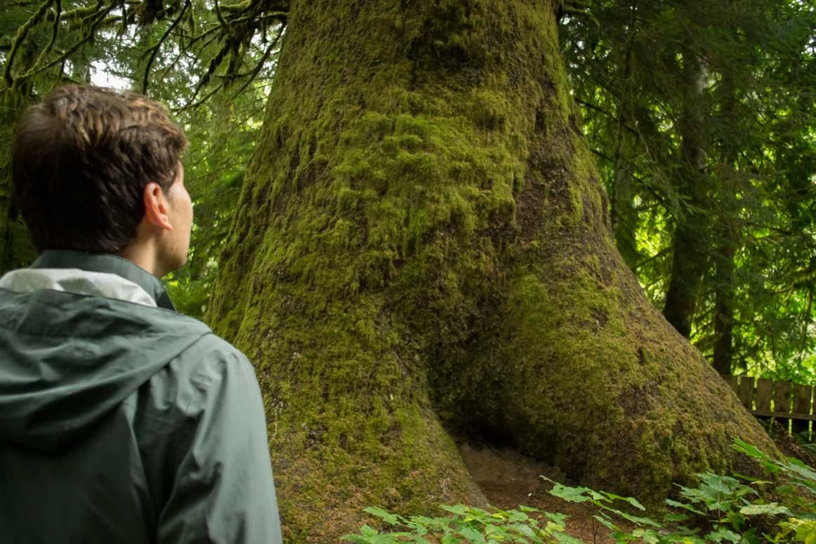 The Best Places To See Big Trees On Vancouver Island