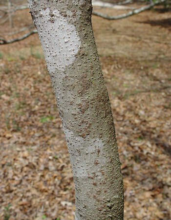 Bottlebrush Buckeye Bark.jpg