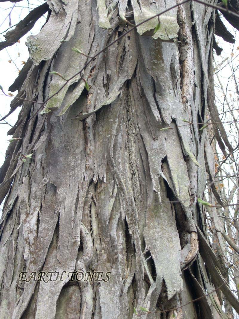 Shagbark Hickory Bark.jpg