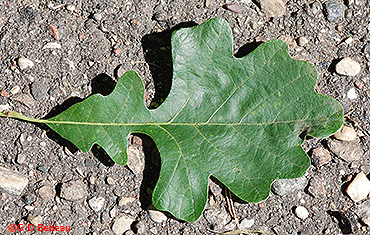 Bur Oak Leaf.jpg