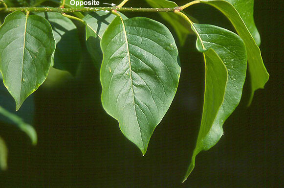 Japanese Tree Lilac Leaf.jpg