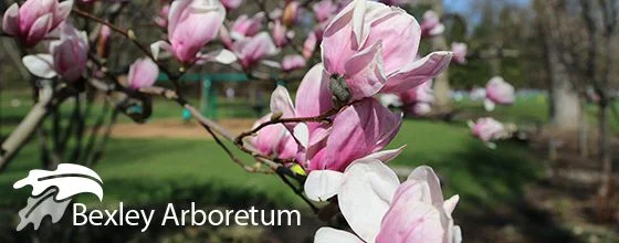 Tree Stories from the Annual Arbor Day Tree Giveaway