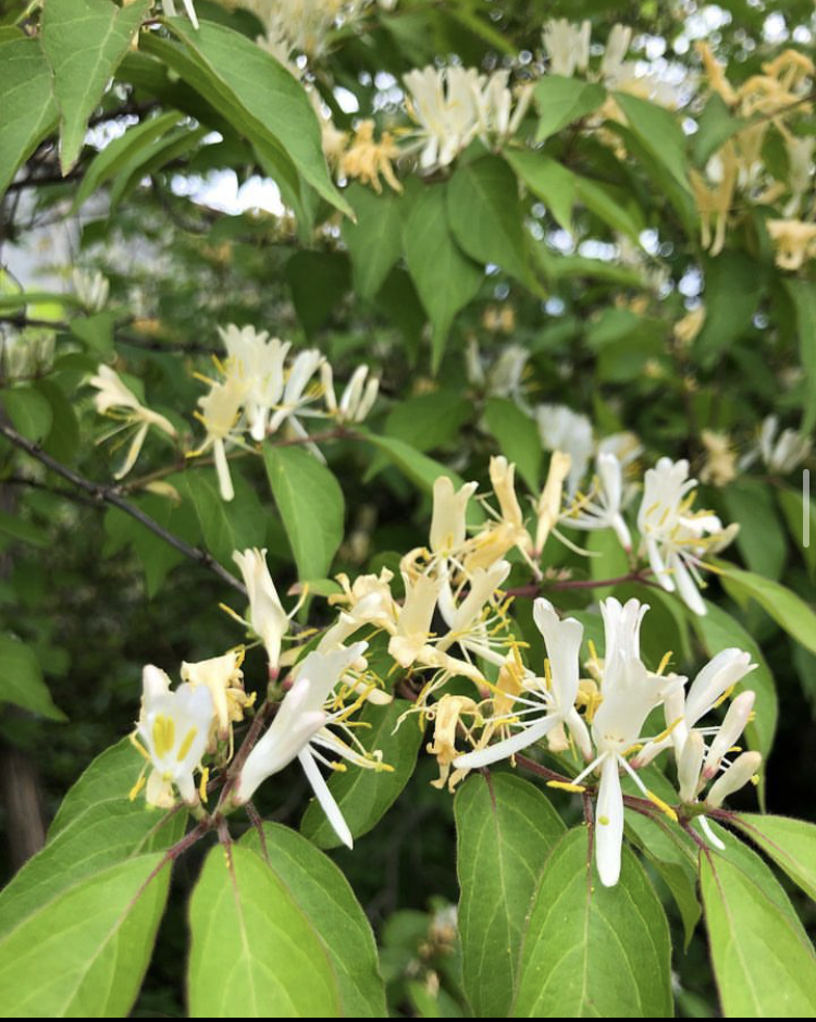 Honeysuckle; Ohio's most wanted. — Bexley Arboretum