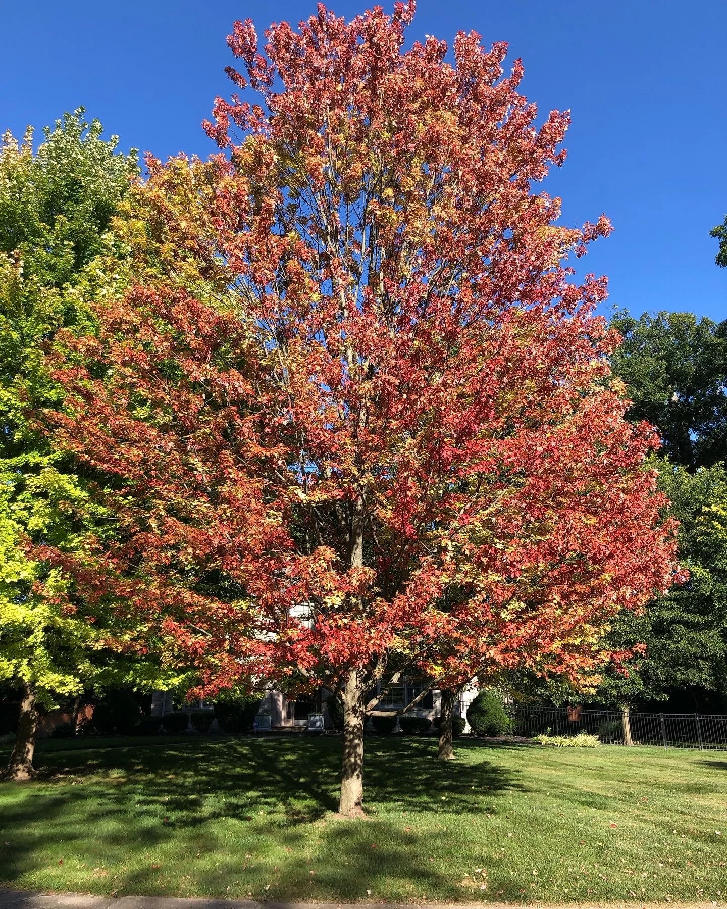 Early Fall Colors- The Language of Trees