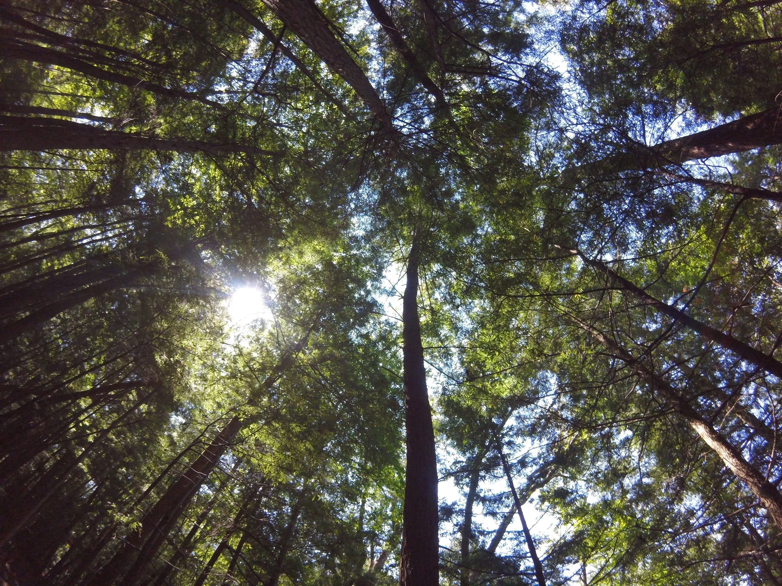 Tree cover photo.JPG