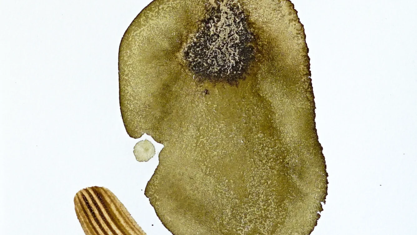 Between Was And To Be Detail- 26 x 17.5 - Ash Dandelion Kelp-2.jpg