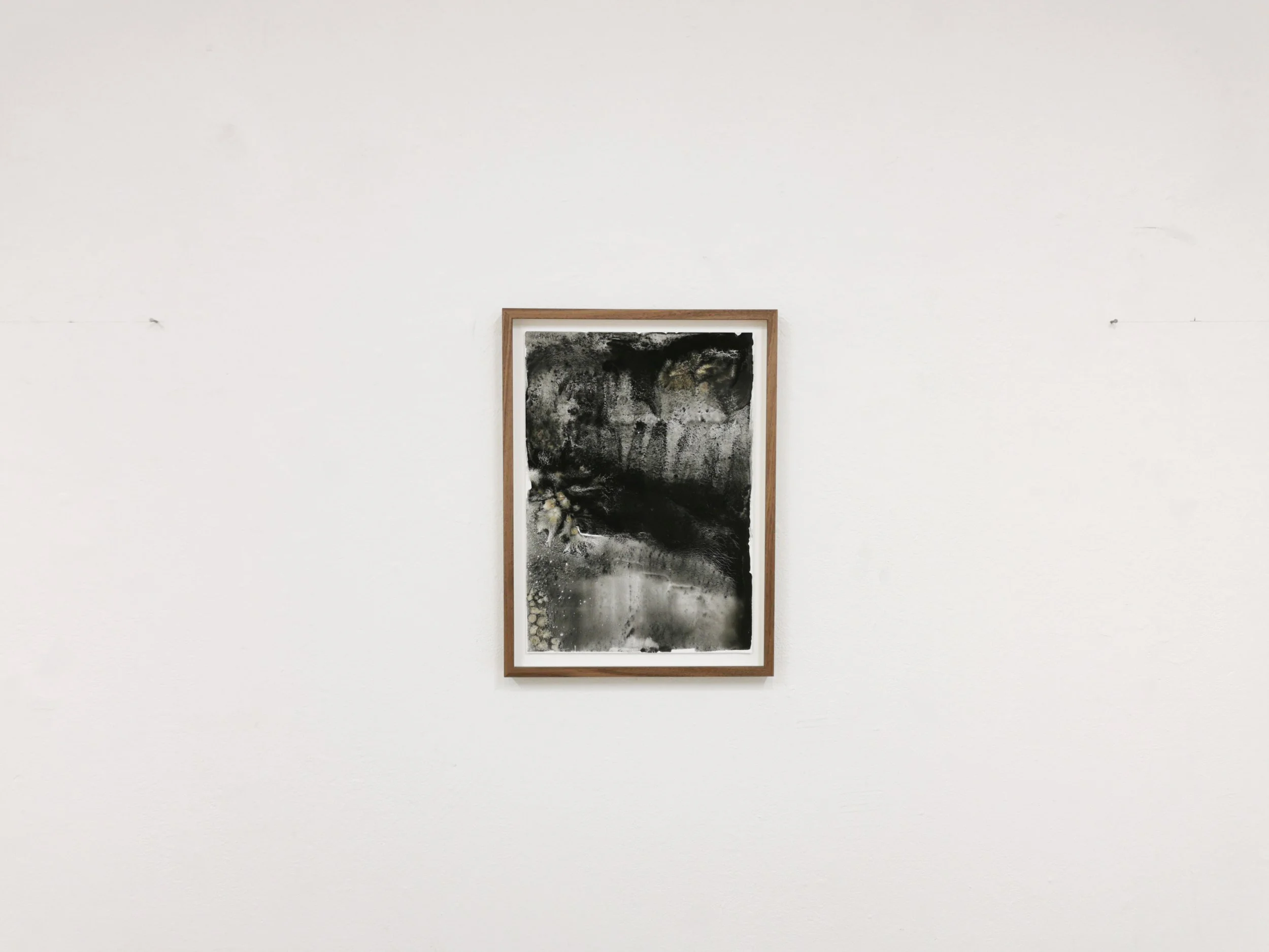 Scorched Shore - Charred Kelp, Kelp on Yupo - 30 x 42cm exhibition far - Kari Cahill.jpg