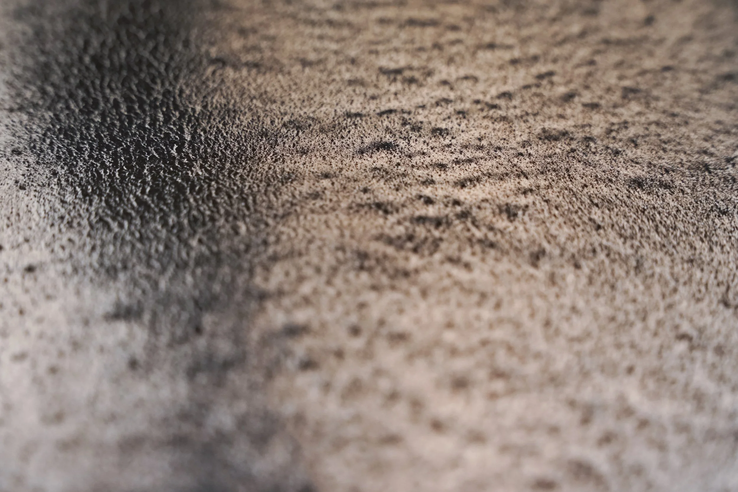 She Wanes, Without - Charred Gum Bark, Wine Gum Ink & Iron Gum Ink - 420 x 297 - 2023 - 22.jpg